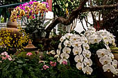 Chiang Mai - Bhubing Palace. The Royal Guesthouse.